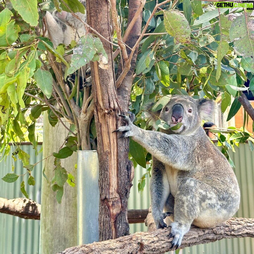 Kabby Hui Instagram - 🐨why so cuteeeeee