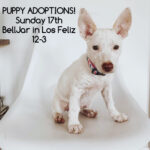 Kaitlin Doubleday Instagram - Hey LA peeps, wanna meet some cuties saved from the mean streets of Puerto Rico???