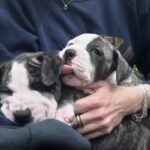 Kaitlin Doubleday Instagram - Puppies make everything better. They’re perfect. Squishy, loving, funny, silly, goofy, cuddly, soft and delicious. Honestly, it’s difficult to be around these puppies…it’s hard not to squish them…to death. Their cuteness evokes a strange violence in me. They’re too cute to be alive!!! Ok, now that we know I’m a psychopath, back to the post. Everyone deserves to love a puppy and be loved by one. The world would be a much better place if puppies like these were treated with the love they so freely give. Adopt adopt adopt!!!