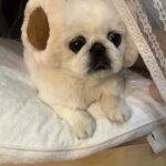 Kang Ye-won Instagram - 분명 추웠는데. . 귀가 시릴까봐 사준건데🥲