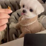 Kang Ye-won Instagram - 우리🩵🫶🐶