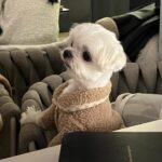 Kang Ye-won Instagram - 우리🩵🫶🐶
