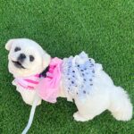 Kang Ye-won Instagram - 줄리와함께🩵 #동물교감치유문화제