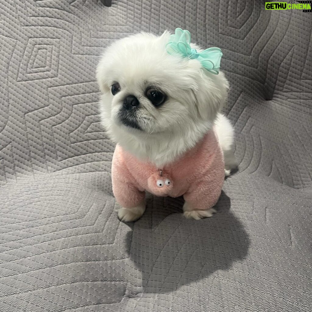 Kang Ye-won Instagram - 내겐 너무 무거운 그녀🐶🤎