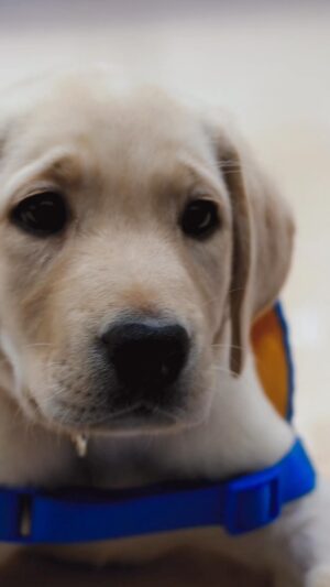 Kara Lawson Instagram - Meet Madeline 💙🐾