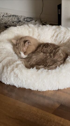 Karalynn Dunton Instagram - The cat bed is from @nathanthecatlady so you can go buy one from him IF YOU WANT. #cat #catlady #catsofinstagram