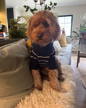 Karen David Instagram - He’s such a good sport... 👕🐶 😂🐾😍❤️🎄 @theadventuresofmylo @rydencarl and I wish you all a joyous and Happy Holidays! 🙏🏾🙌🏾