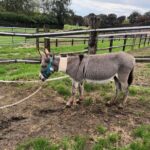 Karen Damen Instagram - Dit is Jules.. Jules werd vorige week erg ziek en is met spoed naar de dierenkliniek in Asse gebracht. Daar vocht hij voor zijn leven. Medicijnen alleen konden niet meer baten en zo is hij gisteren in mekaar gezakt. Daarop is er beslist om hem te opereren, aangezien dat zijn enige redding is. Die operatie kost veel geld (5000€!) Als meter van @balkenendedonkieshuis vraag ik daarom jullie hulp en steun. Elk centje -hoe klein ook- kan hem helpen. Wil jij graag mee bijdragen, dan kan dat op KBC: BE13 7370 6195 3539 met vermelding “Red Jules” 🙏 Veel liefs van zijn adoptiegezin, Basje (zijn ezelmaatje) en alle andere ezeltjes.. En van mezelf natuurlijk. Een trotse en bezorgde meter, Karen. ♥️