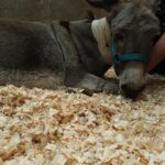 Karen Damen Instagram - Dit is Jules.. Jules werd vorige week erg ziek en is met spoed naar de dierenkliniek in Asse gebracht. Daar vocht hij voor zijn leven. Medicijnen alleen konden niet meer baten en zo is hij gisteren in mekaar gezakt. Daarop is er beslist om hem te opereren, aangezien dat zijn enige redding is. Die operatie kost veel geld (5000€!) Als meter van @balkenendedonkieshuis vraag ik daarom jullie hulp en steun. Elk centje -hoe klein ook- kan hem helpen. Wil jij graag mee bijdragen, dan kan dat op KBC: BE13 7370 6195 3539 met vermelding “Red Jules” 🙏 Veel liefs van zijn adoptiegezin, Basje (zijn ezelmaatje) en alle andere ezeltjes.. En van mezelf natuurlijk. Een trotse en bezorgde meter, Karen. ♥️