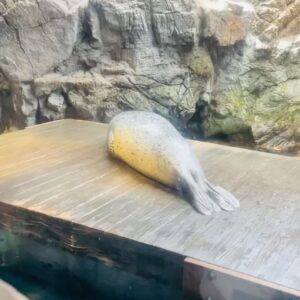 Karen Otomo Instagram - ①初めての海遊館（浮かれててポーズも表情も謎😂）
②1番可愛かったトリ（1番感動したのはジンベイザメ）
③妹とついにペアリング（周りには、妹と付き合ってるよね、と言われます）
④よく見るとなんか独特なアザラシの動画（正面はもちろん可愛い）
⑤はい、決めポーズ

良き日曜日を！！