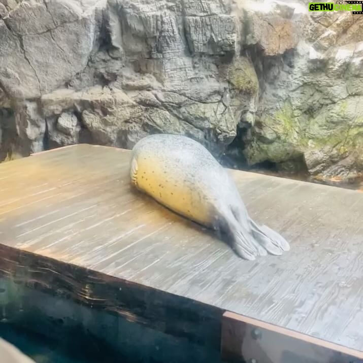 Karen Otomo Instagram - ①初めての海遊館（浮かれててポーズも表情も謎😂） ②1番可愛かったトリ（1番感動したのはジンベイザメ） ③妹とついにペアリング（周りには、妹と付き合ってるよね、と言われます） ④よく見るとなんか独特なアザラシの動画（正面はもちろん可愛い） ⑤はい、決めポーズ 良き日曜日を！！