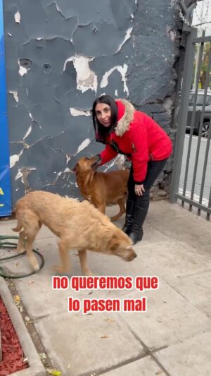 Karla Rubilar Instagram - Se viene un nuevo sistema frontal y no podemos ser indiferentes con los perritos que se encuentran en la calle, por eso, con las palomas de campaña, hemos querido aportar con un granito de arena para construir casas que pueda protegerlos de la lluvia ☔️ 🙏
#PuenteAlto