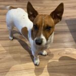 Karla Cossío Instagram - Luke (07/08/17-03/10/21) Compañero inseparable que comprendía con sabiduría canina. Pequeño y valiente, protegernos era su prioridad. Nos enseñó mucho sobre el amor y la lealtad. Gracias Luke, por ser parte de nuestra familia. Te queremos y te extrañaremos siempre, Chapeito.