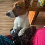 Karla Cossío Instagram - Luke (07/08/17-03/10/21) Compañero inseparable que comprendía con sabiduría canina. Pequeño y valiente, protegernos era su prioridad. Nos enseñó mucho sobre el amor y la lealtad. Gracias Luke, por ser parte de nuestra familia. Te queremos y te extrañaremos siempre, Chapeito.