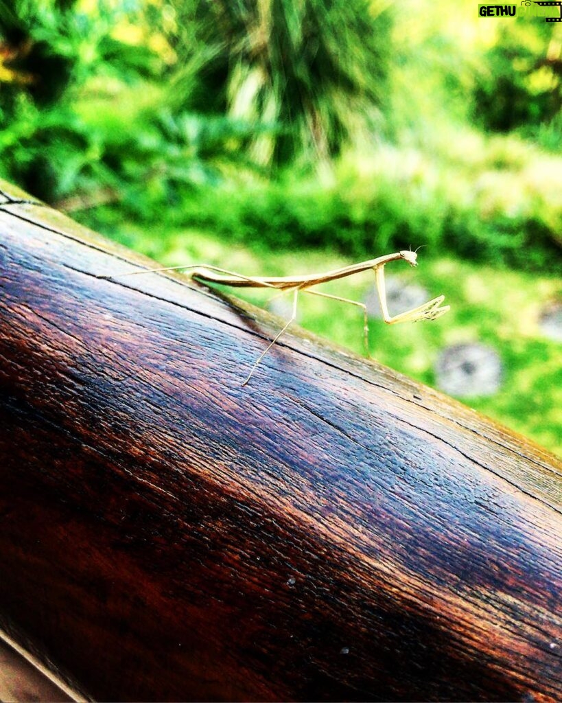 Karla Cossío Instagram - Cuando sonó el ruidito de la cámara, este pequeño visitante giró la cabeza y me miró. Sentí que invadí su privacidad