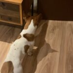 Karla Cossío Instagram - Luke (07/08/17-03/10/21) Compañero inseparable que comprendía con sabiduría canina. Pequeño y valiente, protegernos era su prioridad. Nos enseñó mucho sobre el amor y la lealtad. Gracias Luke, por ser parte de nuestra familia. Te queremos y te extrañaremos siempre, Chapeito.
