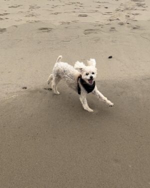 Kate Mansi Instagram - Leighla May • my ride or die for 15 years. The last of which I spent wishing on every eyelash/birthday candle for “just one more year together”. She truly lived up to her namesake and “put my worried mind at ease” (Clapton for those in the back row)

This has taken me months, and I still haven’t really grieved. But I guess, grief is like that. In the words of my new fav artist you may not have heard of yet, Taylor Swift, : “This is me trying”.