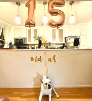 Kate Rockwell Instagram - Why yes, I did throw my little dog a birthday party! #15 🎉🎈🎁

My best little friend turned 15 yesterday. FIFTEEN. We’ve been together for over 14 years. 

Fifteen is an incredible feat for a dog. My girl doesn’t walk so well anymore, she takes more medicines than the rest of our household combined, she’s totally deaf, doesn’t see well, and her breath literally makes the baby cry. But she still loves her food, following me all around the house, and sniffing around the kitchen for crumbs. She’s my best friend in the whole world and I’m so glad she’s stayed with me this long. Happy Birthday, my Mabel-Roo. Mama loves you bunches and bunches. ❤️🐶