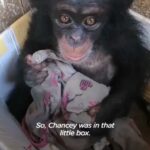 Kate Mara Instagram - Thank you @thedodo for sharing this beautiful video of my friends @liberiachimprescueprotection. I had the absolute honor of spending time with Chancey and witnessing the love and care from Jenny Jim. Chimps deserve to live in the wild. We continue to fight for their rights as we do for human rights. Visit link in my bio @liberiachimprescueprotection for more info.