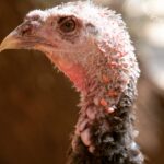 Kate Mara Instagram - Swipe for more cuteness🧡 #adoptaturkey Help end the suffering by adopting a rescued turkey today, instead of eating one ❤️ (We did exactly that, after we made out!) Link in bio