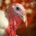 Kate Mara Instagram - Swipe for more cuteness🧡 #adoptaturkey Help end the suffering by adopting a rescued turkey today, instead of eating one ❤️ (We did exactly that, after we made out!) Link in bio