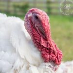 Kate Mara Instagram - Swipe for more cuteness🧡 #adoptaturkey Help end the suffering by adopting a rescued turkey today, instead of eating one ❤️ (We did exactly that, after we made out!) Link in bio