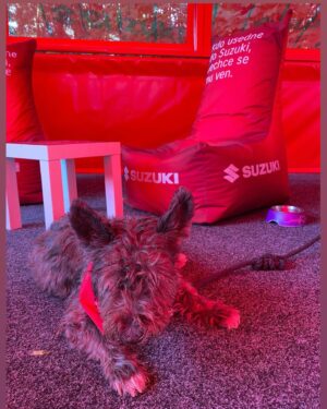Kateřina Hrachovcová Instagram - #trip na Ještěd
 se @suzuki_czech & s nejmilejší, krásnou  @decasteloeva  #suzuki#team#dogfriendly
