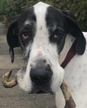 Katerina Tannenbaum Instagram - And just like that, the world stops. This kinda love don’t come around twice- 7 years spent with the animal that taught me what unconditional really looks like. Until we meet again goosey