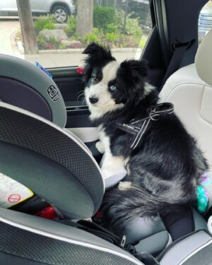 Katherine Barrell Instagram - Bernie dishing his daily reminder that HE is still the baby. (Yes he has his own car booster seat, yes it’s 1 foot away) 🙄😂