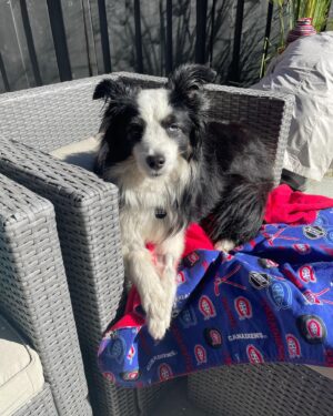Katherine Barrell Instagram - 🎉🥰🎉Happy Birthday to our sweet, smart, cuddly, sensitive and floofy boy, Bernie!! 🎉🥰🎉I can’t believe he’s already 7!! We love you BurnBurn!!! See current situation in the last pics- asleep on the freshly cleaned and folded laundry 😂 🤦🏽‍♀️🥹 ((Ps- thanks auntie Helga @libertypooch for my squeaky hat!)