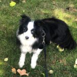 Katherine Barrell Instagram – 🎉🥰🎉Happy Birthday to our sweet, smart, cuddly, sensitive and floofy boy, Bernie!! 🎉🥰🎉I can’t believe he’s already 7!! We love you BurnBurn!!! See current situation in the last pics- asleep on the freshly cleaned and folded laundry 😂 🤦🏽‍♀️🥹 ((Ps- thanks auntie Helga @libertypooch for my squeaky hat!)