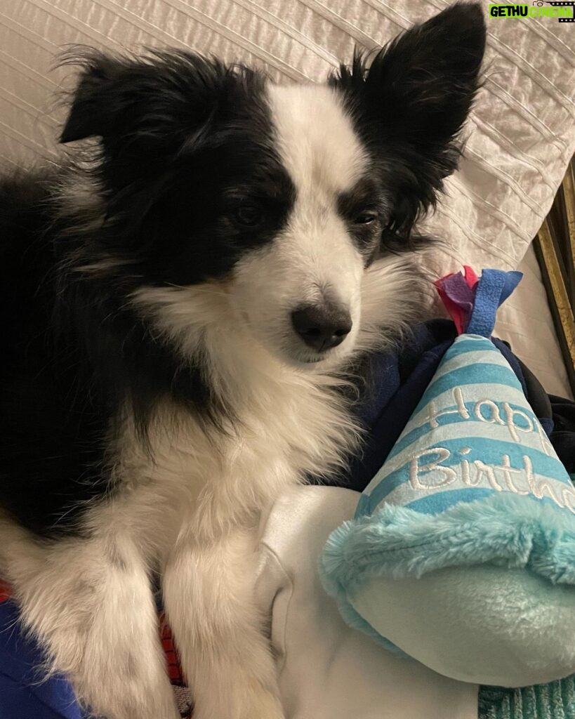 Katherine Barrell Instagram - 🎉🥰🎉Happy Birthday to our sweet, smart, cuddly, sensitive and floofy boy, Bernie!! 🎉🥰🎉I can’t believe he’s already 7!! We love you BurnBurn!!! See current situation in the last pics- asleep on the freshly cleaned and folded laundry 😂 🤦🏽‍♀️🥹 ((Ps- thanks auntie Helga @libertypooch for my squeaky hat!)