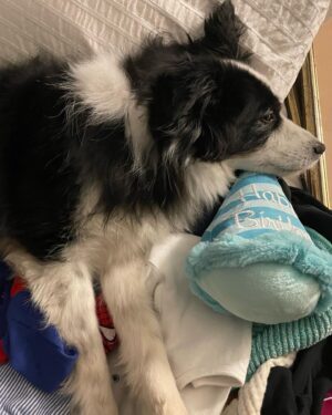 Katherine Barrell Instagram - 🎉🥰🎉Happy Birthday to our sweet, smart, cuddly, sensitive and floofy boy, Bernie!! 🎉🥰🎉I can’t believe he’s already 7!! We love you BurnBurn!!! See current situation in the last pics- asleep on the freshly cleaned and folded laundry 😂 🤦🏽‍♀️🥹 ((Ps- thanks auntie Helga @libertypooch for my squeaky hat!)