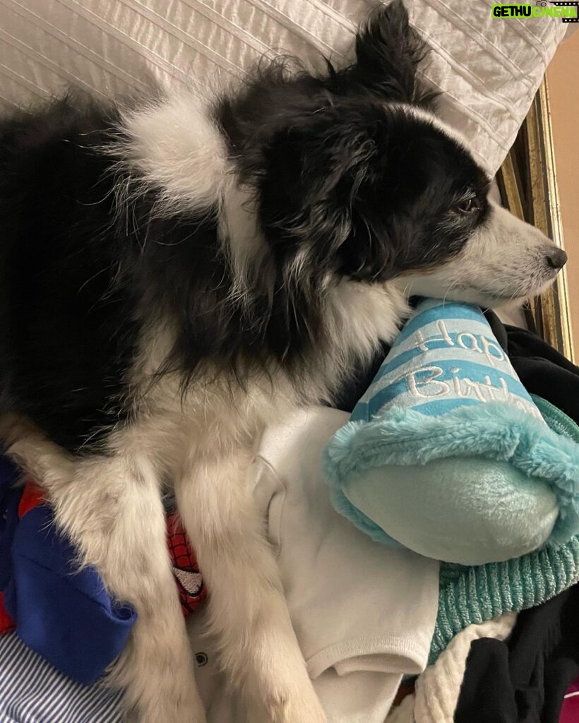 Katherine Barrell Instagram - 🎉🥰🎉Happy Birthday to our sweet, smart, cuddly, sensitive and floofy boy, Bernie!! 🎉🥰🎉I can’t believe he’s already 7!! We love you BurnBurn!!! See current situation in the last pics- asleep on the freshly cleaned and folded laundry 😂 🤦🏽‍♀️🥹 ((Ps- thanks auntie Helga @libertypooch for my squeaky hat!)