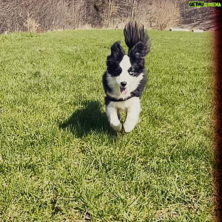 Katherine Barrell Instagram - Grass is green, spring is here and my fur has (almost!) grown back! …Also I still run like a puppy 🥰 🐶