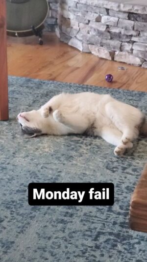 Kathleen Madigan Instagram - Epic fail 💤.
.
#Mondaymotivation #cats #elchapo #february #monday #feralcats #catsofinstagram #kathleenmadigan #madiganspubcast