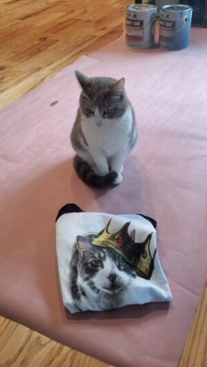 Kathleen Madigan Instagram - Limited edition “Queen” Baby Cat baseball tee ⚾️👑.
.
Available NOW on kathleenmadigan.com 👕🐱.
.
#monday #mondaymotivation #babycat #madiganspubcast #kathleenmadigan