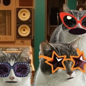 Kathleen Madigan Instagram - It’s finally Friday, and the Night Guards are ready to party 🐱🐱🐱.
.
All tickets go on sale TODAY at 10am local time for my Fall 2024 Potluck Party Tour🍁.
.
🎫: kathleenmadigan.com .
.
See you down the road soon 🚐💨….
.
#potluckparty #potluck #kathleenmadigan #madiganspubcast #standup #friday #babycat #nightguards