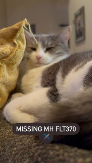 Kathleen Madigan Instagram - I’m obsessed with MH370…. Baby Cat is NOT 👎.
.
If you have no idea what I’m referring to, watch my special “Bothering Jesus” on @netflix ✈️.
.
#mh370 #missingflight #botheringjesus #kathleenmadigan #madiganspubcast #babycat  #netflix #netflixandchill #wrongocean