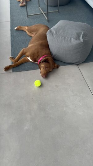 Kathleen Madigan Instagram - Meet my nephew Xavier’s dog, Rosie🌹

NOT motivated👎 Happy Monday, Termites!

#lakeoftheozarks #monday #mondaymotivation #rosie #kathleenmadigan #madiganspubcast