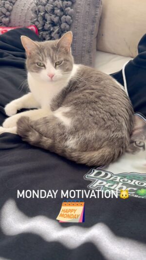 Kathleen Madigan Instagram - NOT motivated 👎.
.
#monday #mondaymotivation #babycat #madiganspubcast #kathleenmadigan #nightguards