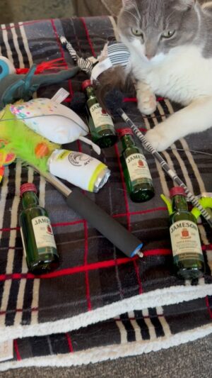 Kathleen Madigan Instagram - Chapo has an announcement🐱.
.
Limited edition St. Paddy’s Day Pubcast tees avail NOW on the website☘️👚.
.
#madiganspubcast #stpatricksday #chapo #kathleenmadigan #jameson