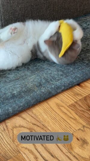 Kathleen Madigan Instagram - Baby Cat is motivated 🍌🐱

Happy Monday, Termites🎉

#monday #mondaymotivation #babycat #kathleenmadigan #madiganspubcast