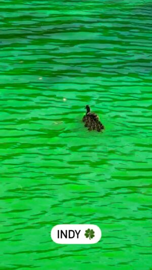Kathleen Madigan Instagram - Indianapolis! My…your river is Festive🍀.
.
Happy St. Patrick’s Day weekend! See you tonight @butlerartseventscenter 🎉.
.
#stpaddysday #saturday #indy #indianapolis #butler #butleruniversity #kathleenmadigan #madiganspubcast