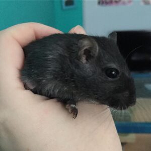 Kathrin Fricke Instagram - Der einarmige Mäuseopa Artax. Vorderpfote mit Tumor wegoperiert - immernoch am rumwuseln 💪🐭