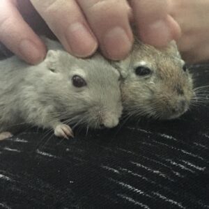 Kathrin Fricke Instagram - Zoomi und Petunia werden heute 1! 🥳 
Das Datum ist zwar nicht ganz 100% korrekt weil sie ja schon einige Wochen alt waren, als ich sie bekommen habe, aber sie sind ungefähr gleich alt und ein Jahr bei mir. Wenn man das letzte Bild anschaut sieht man wie dunkel Petunias Fell früher war. Sind beide schon etwas grauer geworden 😙👵🏻 Sie bitchen sich manchmal an, aber die meiste Zeit sind sie lieb und knuddelig und lassen sich immer gerne den Rücken kraulen. Man beachte die winzigen Augenringe die sie jetzt als erwachsene Damen haben #same