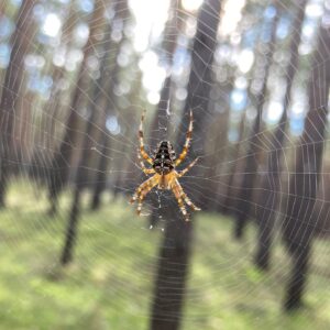 Kathrin Fricke Instagram - Ich hab wieder freundliche Wesen aus dem Wald getroffen, Pilzi, Kröti, Spinni und WUÄÄÄ (ein „Schwarzer Moderkäfer“ der mich leider umgebracht hat, ich poste aus dem Jenseits RIP)