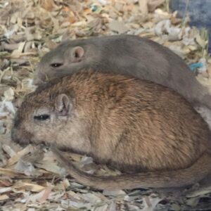 Kathrin Fricke Instagram - Zoomi und Petunia werden heute 1! 🥳 
Das Datum ist zwar nicht ganz 100% korrekt weil sie ja schon einige Wochen alt waren, als ich sie bekommen habe, aber sie sind ungefähr gleich alt und ein Jahr bei mir. Wenn man das letzte Bild anschaut sieht man wie dunkel Petunias Fell früher war. Sind beide schon etwas grauer geworden 😙👵🏻 Sie bitchen sich manchmal an, aber die meiste Zeit sind sie lieb und knuddelig und lassen sich immer gerne den Rücken kraulen. Man beachte die winzigen Augenringe die sie jetzt als erwachsene Damen haben #same