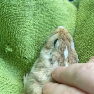 Kathrin Fricke Instagram - Maus Kiko gönnt sich heute ne Massage, bezahlt aber wahrscheinlich wieder nur mit Ködeln und Sonnenblumenkernschalen…