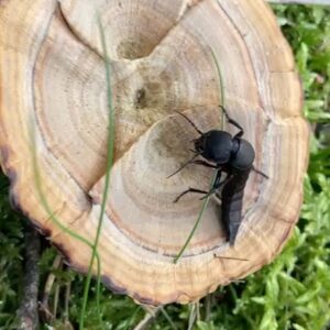 Kathrin Fricke Instagram - Ich hab wieder freundliche Wesen aus dem Wald getroffen, Pilzi, Kröti, Spinni und WUÄÄÄ (ein „Schwarzer Moderkäfer“ der mich leider umgebracht hat, ich poste aus dem Jenseits RIP)